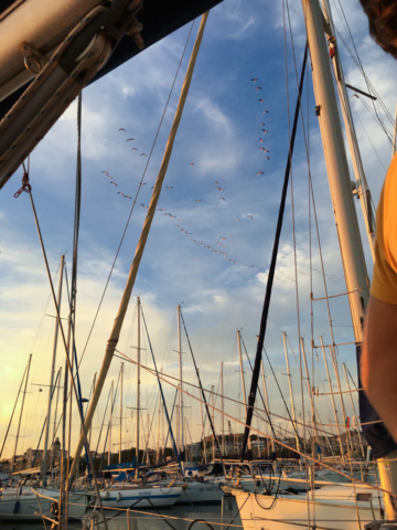 One of the joys of Cagliari: flamingos flying overhead at dawn and dusk.