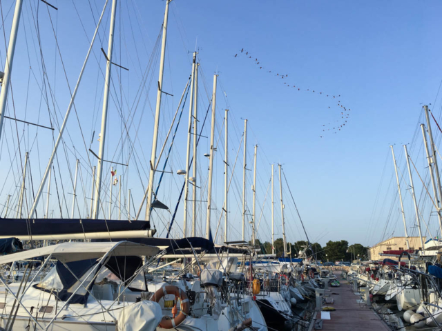 Flamingos above Marina Sant’Elmo, Cagliari.